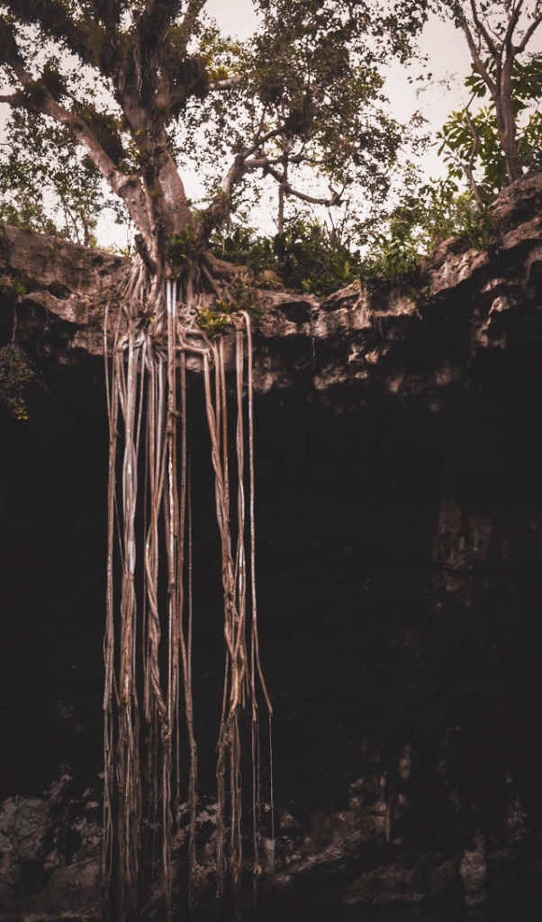 Baum an einem Felshang, dessen Wurzeln in eine dunkle Höhle hinein geradeaus nach unten wachsen.
